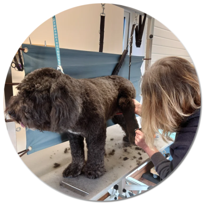 Dog grooming shrewsbury